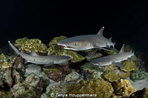 Mini Frenzy
Whitetip reef sharks search for food at nigh... by Tanya Houppermans 